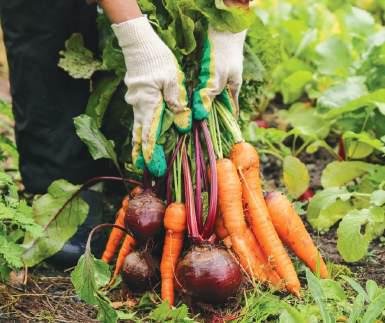 Organic Farming